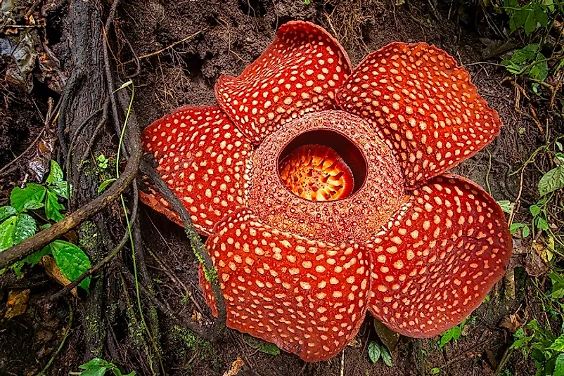 Refflesia Arnoldi